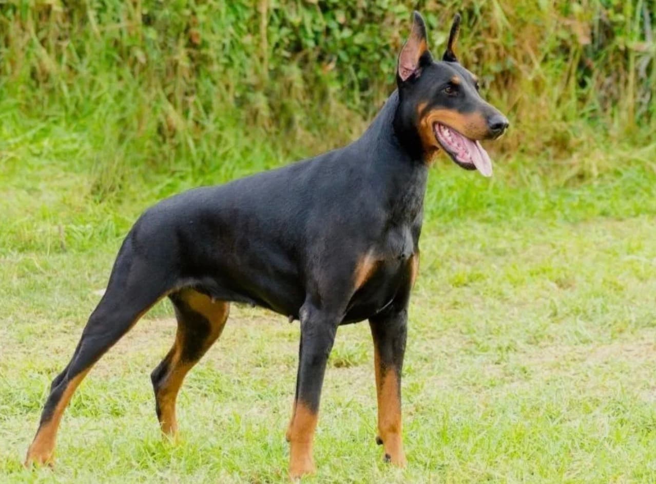 Original short-coated Doberman